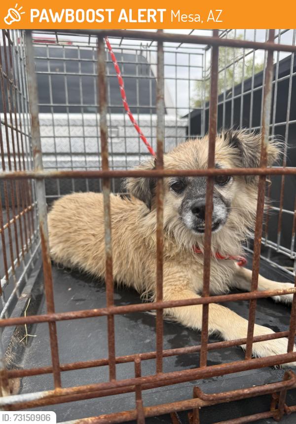 Found/Stray Male Dog last seen Indigo Springs apmts, Mesa, AZ 85204