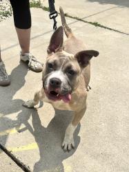 Found/Stray Female Dog last seen Krause Dr and Deerfield Parkway, Buffalo Grove, IL 60089