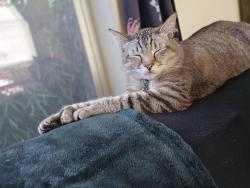 Reunited Male Cat last seen Lafayette st, Portland, OR 97206