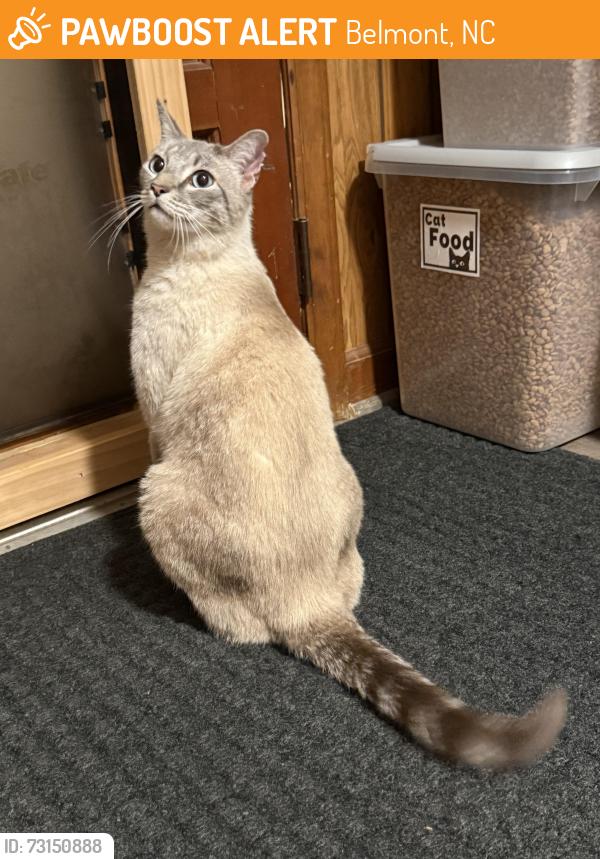 Found/Stray Male Cat last seen Wilkinson and Alberta, Belmont, NC 28012