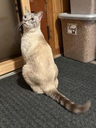 Found/Stray Male Cat last seen Wilkinson and Alberta, Belmont, NC 28012