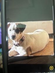 Reunited Female Dog last seen Near the haven of rest memorial place, Winfield, WV 25213