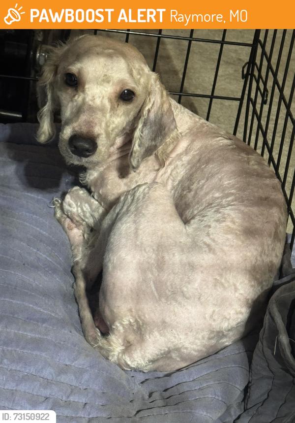 Found/Stray Male Dog last seen Kaycee Dr and 58 hwy, Raymore, MO 64083