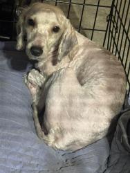 Found/Stray Male Dog last seen Kaycee Dr and 58 hwy, Raymore, MO 64083