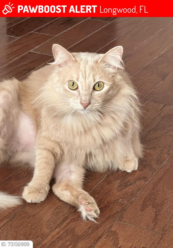 Lost Female Cat last seen Stanley & Country Club Rd, Longwood, FL 32750