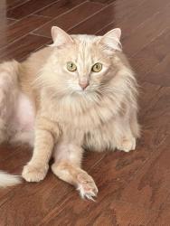 Lost Female Cat last seen Stanley & Country Club Rd, Longwood, FL 32750