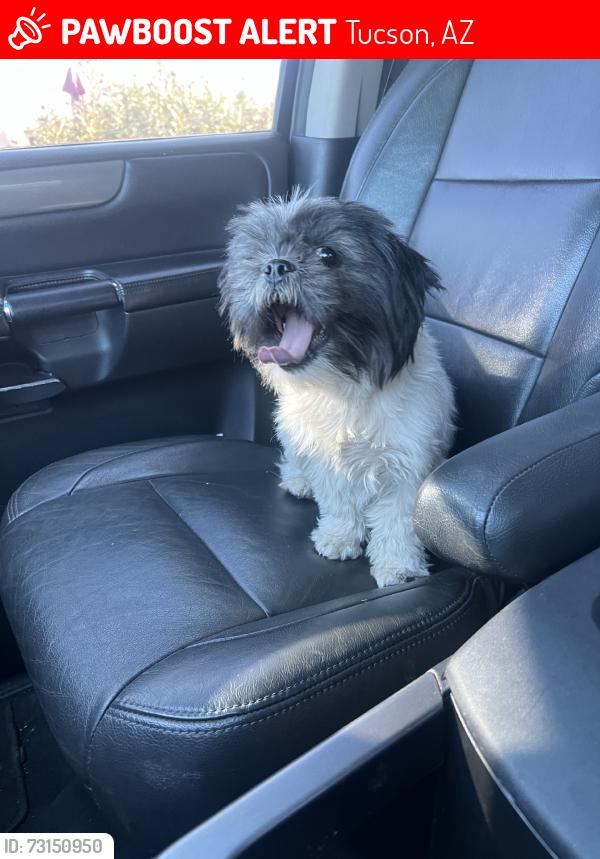Lost Female Dog last seen Franklin and grande, Tucson, AZ 85745