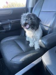 Lost Female Dog last seen Franklin and grande, Tucson, AZ 85745