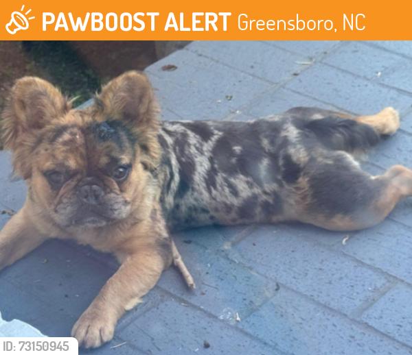Found/Stray Female Dog last seen Hwy 29 and Spring St, Greensboro, NC 27405