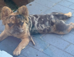Found/Stray Female Dog last seen Hwy 29 and Spring St, Greensboro, NC 27405