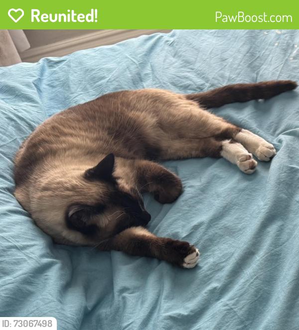 Reunited Male Cat last seen Willow Springs neighborhood, Fort Collins, CO 80528