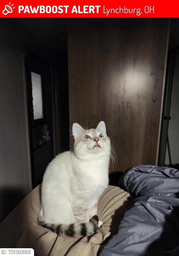 Lost Male Cat last seen OH134 and Orebaugh Rd., Lynchburg, OH 45142