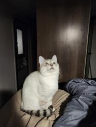 Lost Male Cat last seen OH134 and Orebaugh Rd., Lynchburg, OH 45142