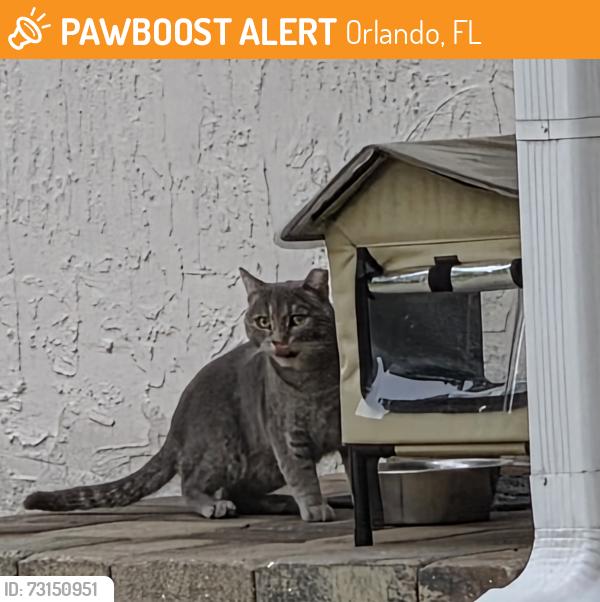 Found/Stray Unknown Cat last seen Hidden Springs, Orlando, FL 32819