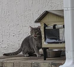 Found/Stray Unknown Cat last seen Hidden Springs, Orlando, FL 32819