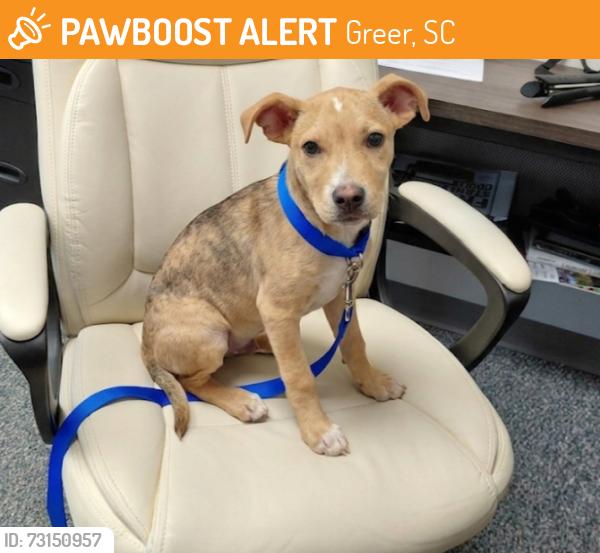 Found/Stray Male Dog last seen Near Johns Rd Greer SC, Greer, SC 29650