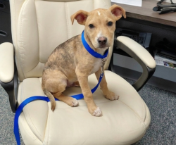 Found/Stray Male Dog last seen Near Johns Rd Greer SC, Greer, SC 29650