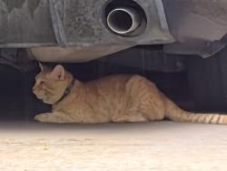Found/Stray Unknown Cat last seen Lake Marsha / Hidden Springs, Orlando, FL 32819