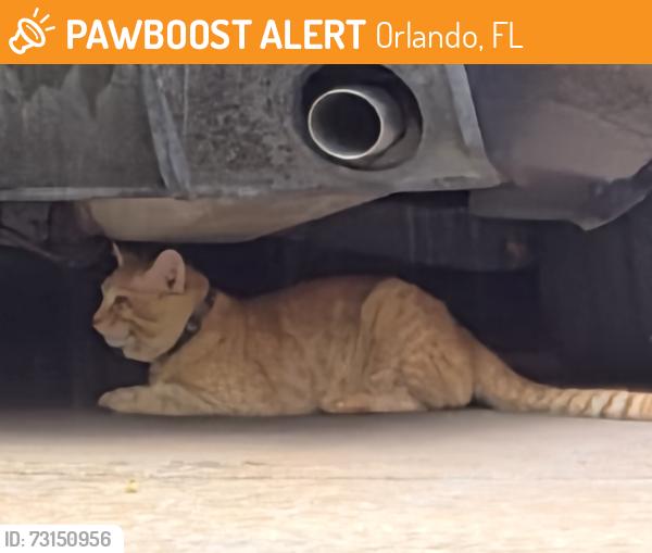 Found/Stray Unknown Cat last seen Lake Marsha / Hidden Springs, Orlando, FL 32819