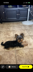 Lost Female Dog last seen Rhonda and 94 th steet, Albuquerque, NM 87121
