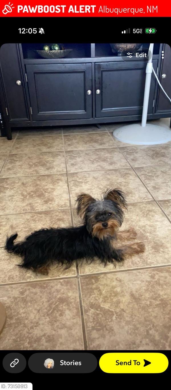 Lost Female Dog last seen Rhonda and 94 th steet, Albuquerque, NM 87121