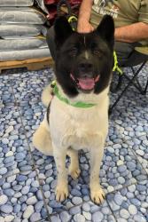 Shelter Stray Female Dog last seen , 22415 Groesbeck Hwy, Warren, MI 48089, USA