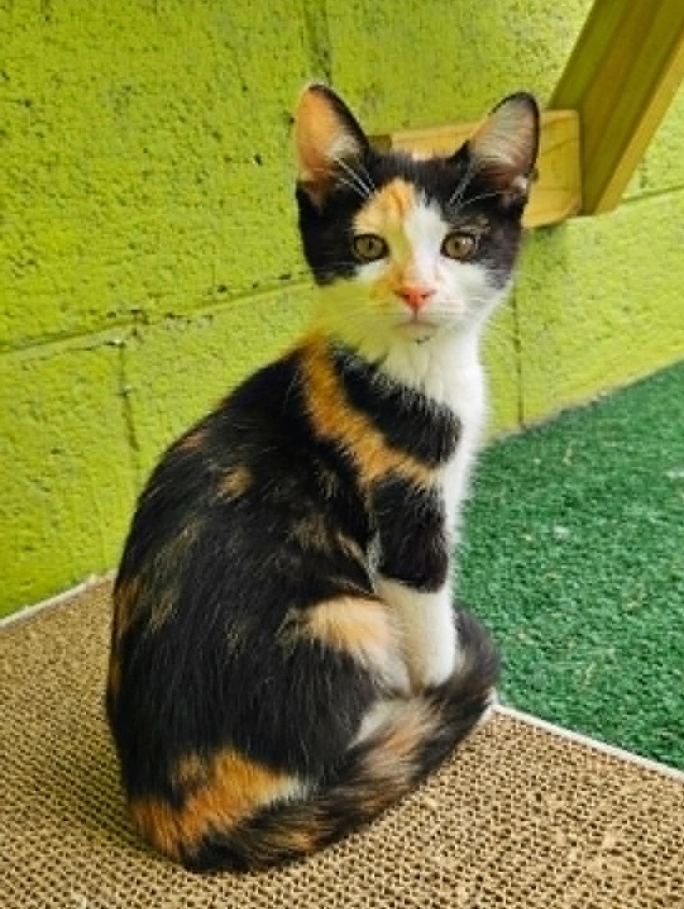 Shelter Stray Female Cat last seen , 22415 Groesbeck Hwy, Warren, MI 48089, USA