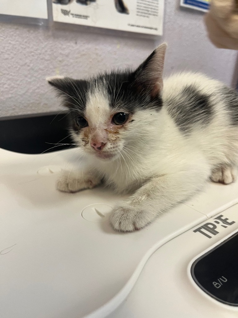 Shelter Stray Female Cat last seen Bexar County, 3353 Morningside Dr, New Braunfels, TX 78132, USA