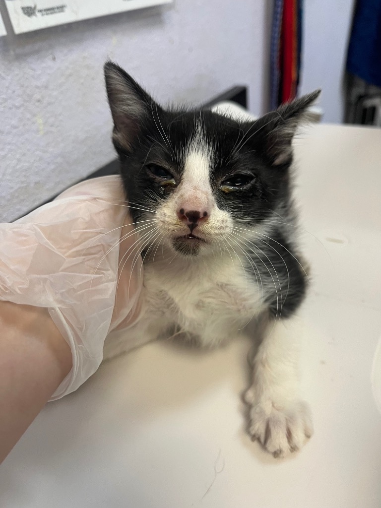 Shelter Stray Male Cat last seen Bexar County, 3353 Morningside Dr, New Braunfels, TX 78132, USA