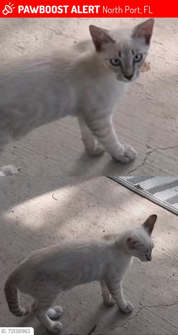 Lost Female Cat last seen San Mateo, North Port, FL 34288