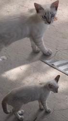 Lost Female Cat last seen San Mateo, North Port, FL 34288