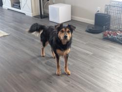 Reunited Female Dog last seen Swenson Heights, Seguin, TX 78155