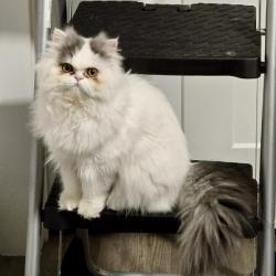 Reunited Female Cat last seen Sandy Creek Ranch Subdivision, on Raintree Drive, Bay County, FL 32404