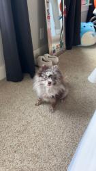Reunited Male Dog last seen Corner of Mathews st and Princeton, Fort Collins, CO 80525