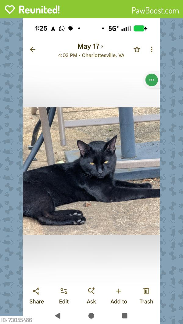 Reunited Male Cat last seen Franklin & Carlton, Woolen Mills area, Charlottesville, VA 22902