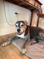 Reunited Female Dog last seen Sw 3rd ave, Miami, FL 33145