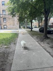 Found/Stray Unknown Dog last seen W Fitch & Rockwell, Chicago, IL 60645