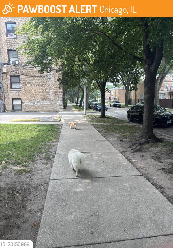Found/Stray Unknown Dog last seen W Fitch & Rockwell, Chicago, IL 60645