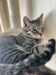 Lost Male Cat last seen 15th & S Pearl, Tacoma, WA 98465