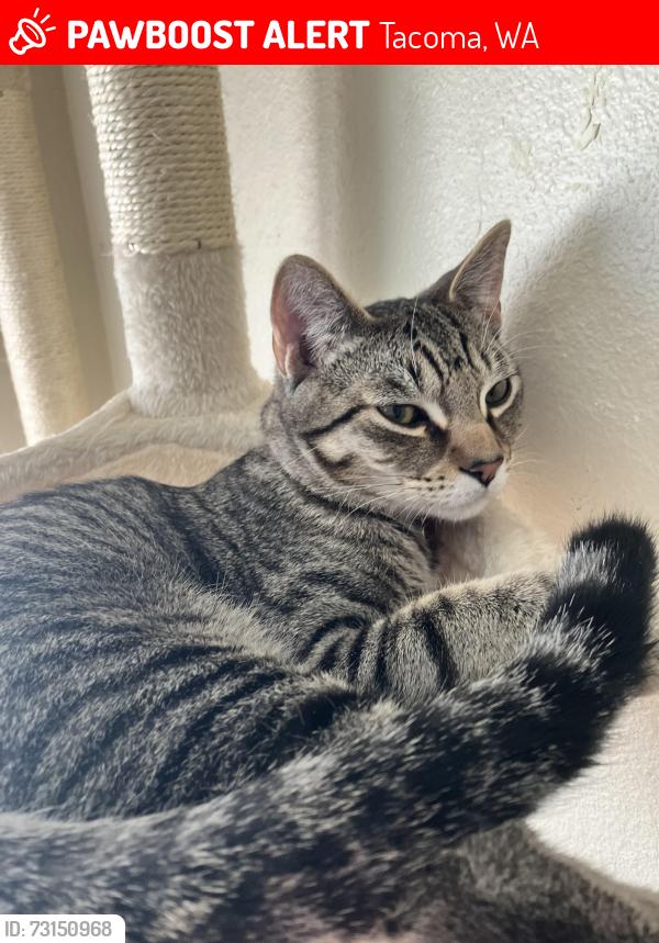 Lost Male Cat last seen 15th & S Pearl, Tacoma, WA 98465