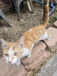 Reunited Male Cat last seen Sahara and Nellis, Sunrise Manor, NV 89142