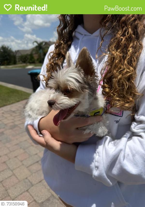 Reunited Female Dog last seen Dillard Dr SE, Palm Bay, FL 32909, USA, Palm Bay, FL 32909