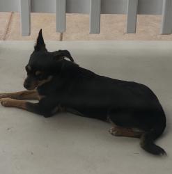 Found/Stray Unknown Dog last seen Orchard and Killen/Locust, Compton, CA 90221