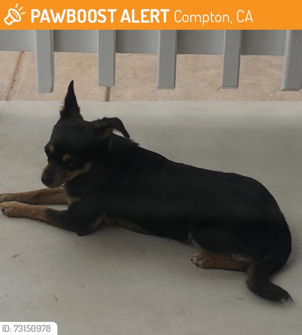 Found/Stray Unknown Dog last seen Orchard and Killen/Locust, Compton, CA 90221