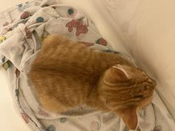 Found/Stray Unknown Cat last seen Allison Cemetary, Putnam County, TN 38544