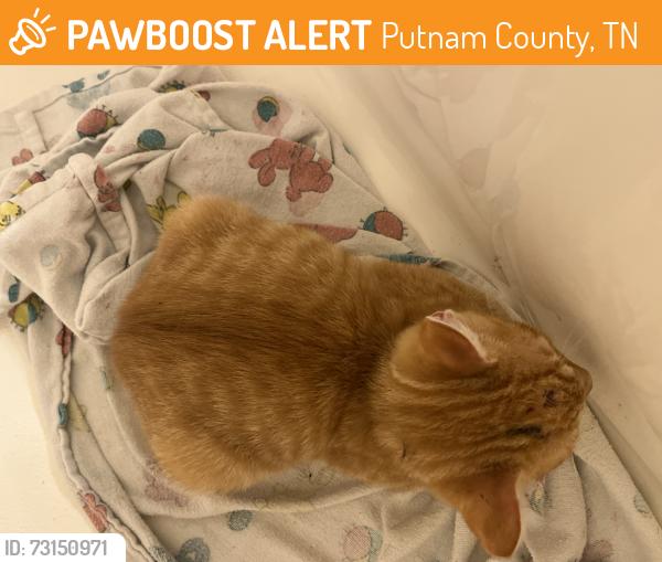 Found/Stray Unknown Cat last seen Allison Cemetary, Putnam County, TN 38544