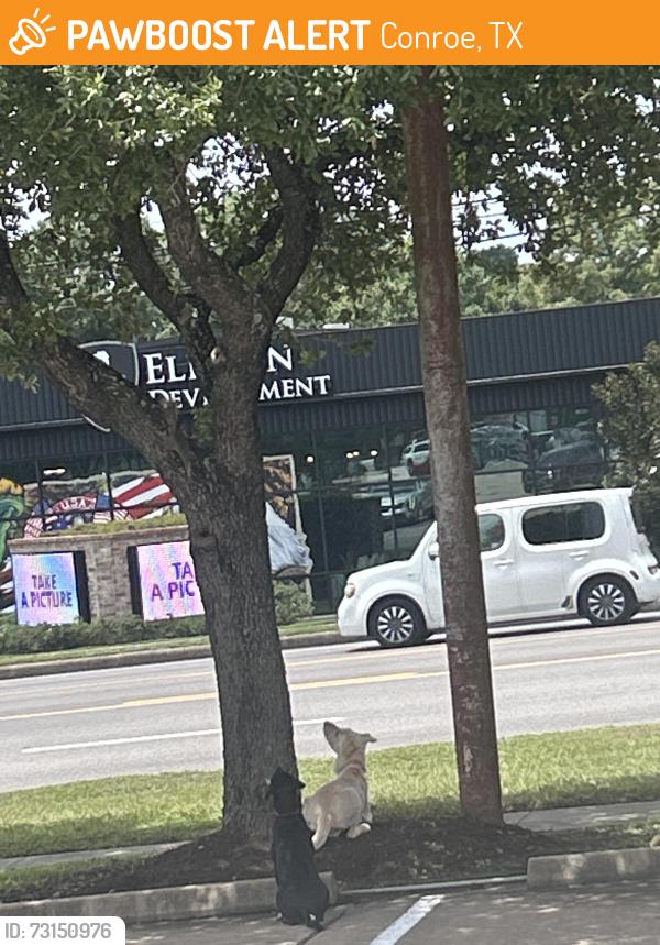 Found/Stray Male Dog last seen Near N Frazier St, Conroe, TX 77301, Conroe, TX 77301