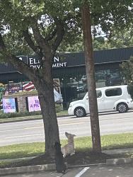 Found/Stray Male Dog last seen Near N Frazier St, Conroe, TX 77301, Conroe, TX 77301