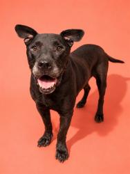 Shelter Stray Male Dog last seen Near BLOCK W 23RD ST, 2020 Forest St, Jacksonville, FL 32204, USA