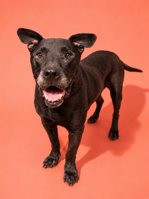 Shelter Stray Male Dog last seen Near BLOCK W 23RD ST, 2020 Forest St, Jacksonville, FL 32204, USA